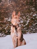 Load image into Gallery viewer, 2" Tacti Luxe Dog Collar - Rose Gold - Chocolate