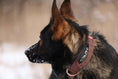 Load image into Gallery viewer, 2" Tacti Luxe Dog Collar - Rose Gold - Chocolate