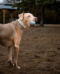 Load image into Gallery viewer, 1.5" Tacti Dog Collar Slim Luxe - Rose Gold - Honeydew
