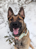 Load image into Gallery viewer, 2" Tacti Luxe Dog Collar - Rose Gold - Honeydew