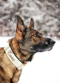 Load image into Gallery viewer, 2" Tacti Luxe Dog Collar - Rose Gold - Honeydew