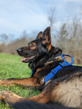 Load image into Gallery viewer, Terrain Dog Airtag Harness - Cobalt