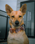 Load image into Gallery viewer, 1.5" Tacti Dog Collar Slim Luxe - Rose Gold - Sofia