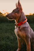 Load image into Gallery viewer, 1.5" Tacti Dog Collar Slim Luxe - Gold - Cognac