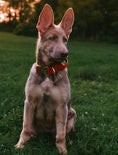 Load image into Gallery viewer, 1.5" Tacti Dog Collar Slim Luxe - Gold - Cognac