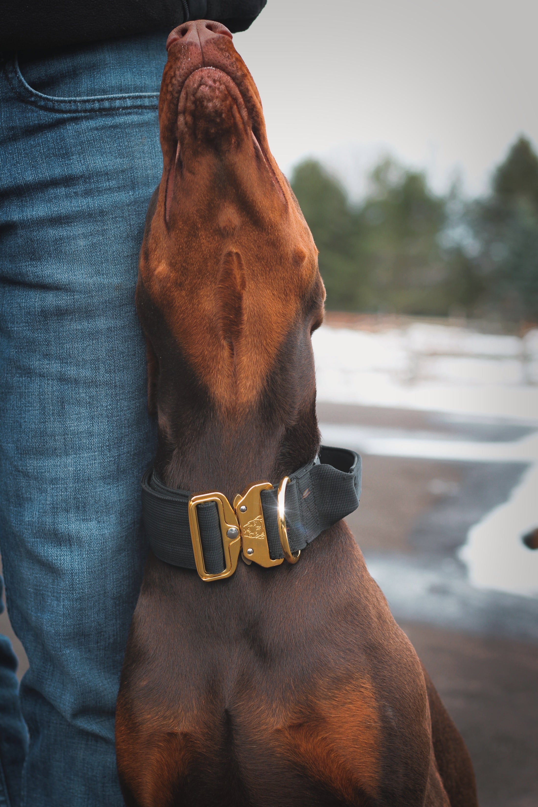 2" Tacti Luxe Dog Collar - Gold Noir