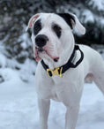 Load image into Gallery viewer, 2" Tacti Luxe Dog Collar - Gold Noir