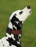 Load image into Gallery viewer, 1.5" Tacti Lite Dog Collar - Chocolate (no handle)