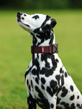 Load image into Gallery viewer, 1.5" Tacti Lite Dog Collar - Chocolate (no handle)