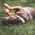 Load image into Gallery viewer, 2" Tacti Luxe Dog Collar - Rose Gold - Honeydew