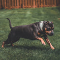 Load image into Gallery viewer, 2" Tacti Luxe Dog Collar - Rose Gold - Honeydew