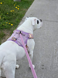 Load image into Gallery viewer, HNTR 3.0 Dog Harness - Sofia