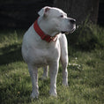 Load image into Gallery viewer, 2" Tacti Luxe Dog Collar - Gold Cognac
