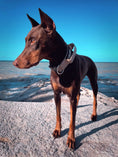 Load image into Gallery viewer, 2" Tactik Dog Collar - Buttercream