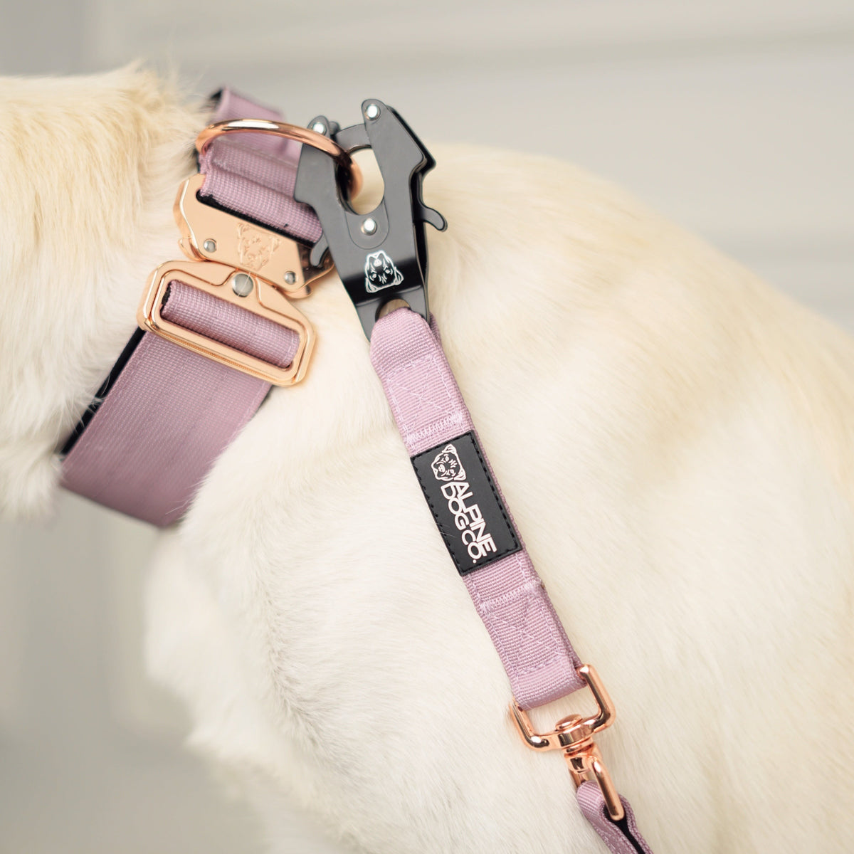 Blush pink dog store collar