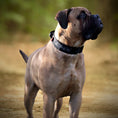 Load image into Gallery viewer, 2" Tactik Dog Collar - Black