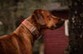 Load image into Gallery viewer, 2" Tacti Luxe Dog Collar - White Gold - Desert Camo