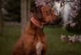 Load image into Gallery viewer, 2" Tacti Luxe Dog Collar - White Gold - Desert Camo