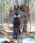 Load image into Gallery viewer, 2" Tactik Dog Collar - Bubblegum