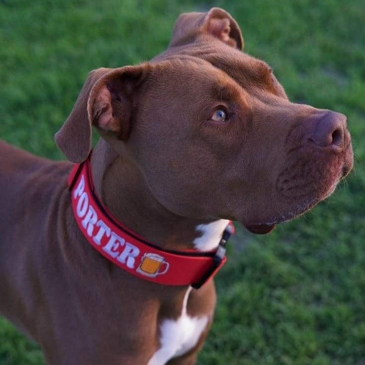 2" Tactik Dog Collar - Apple