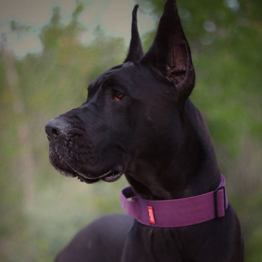 2" Tactik Dog Collar - Grape