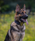 Load image into Gallery viewer, 2" Tacti Luxe Dog Collar - Gold Camo