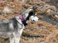 Load image into Gallery viewer, 1.5" Tacti Slim Dog Collar - Grape