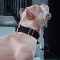 Load image into Gallery viewer, 1.5" Tacti Dog Collar Slim Luxe - Gold - Noir