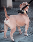 Load image into Gallery viewer, 1.5" Tacti Dog Collar Slim Luxe - Gold - Noir