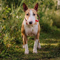 Load image into Gallery viewer, 1.5" Tacti Dog Collar Slim Luxe - Gold - Cognac