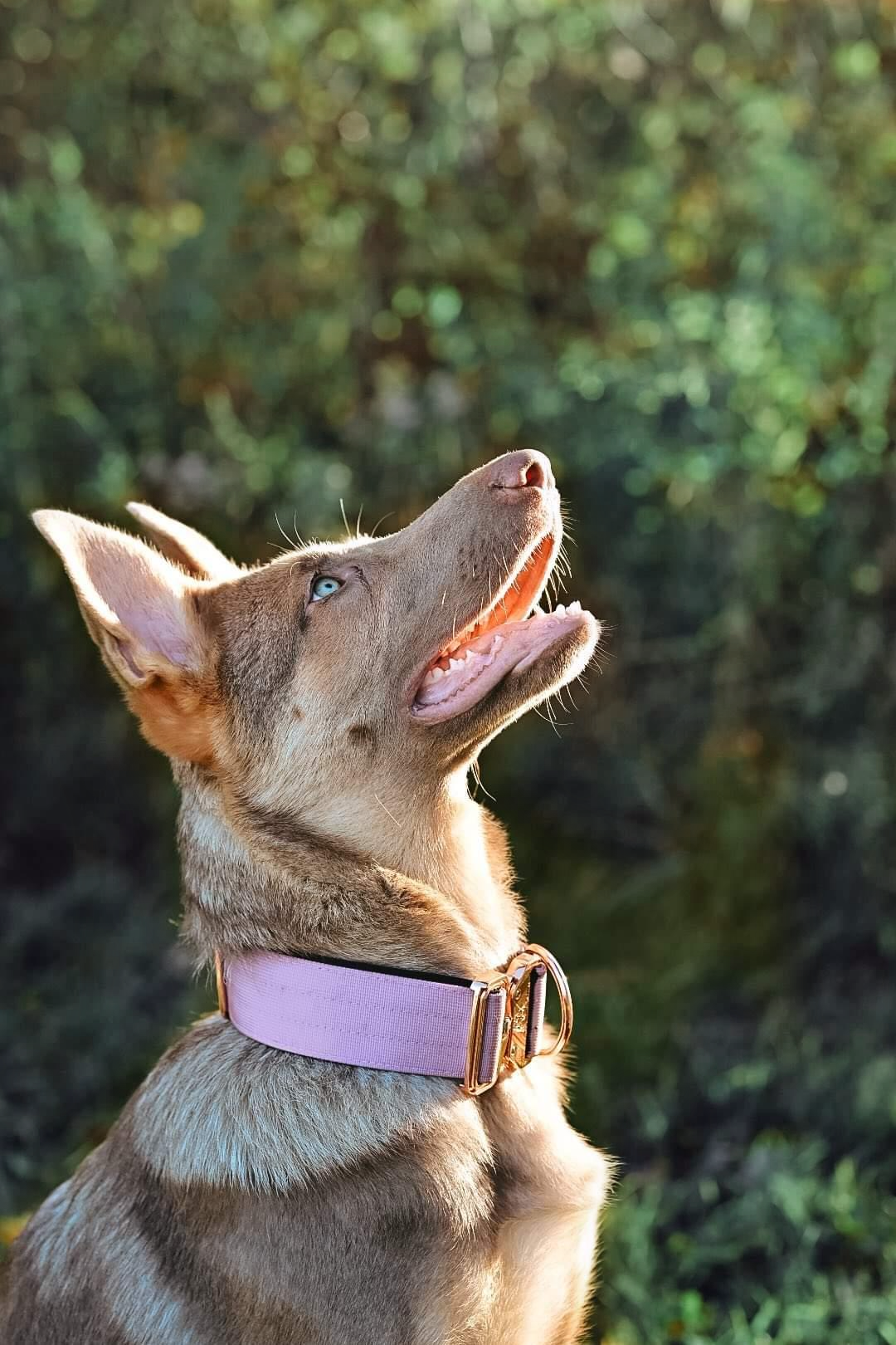 2" Tacti Luxe Dog Collar - Rose Gold - Sofia