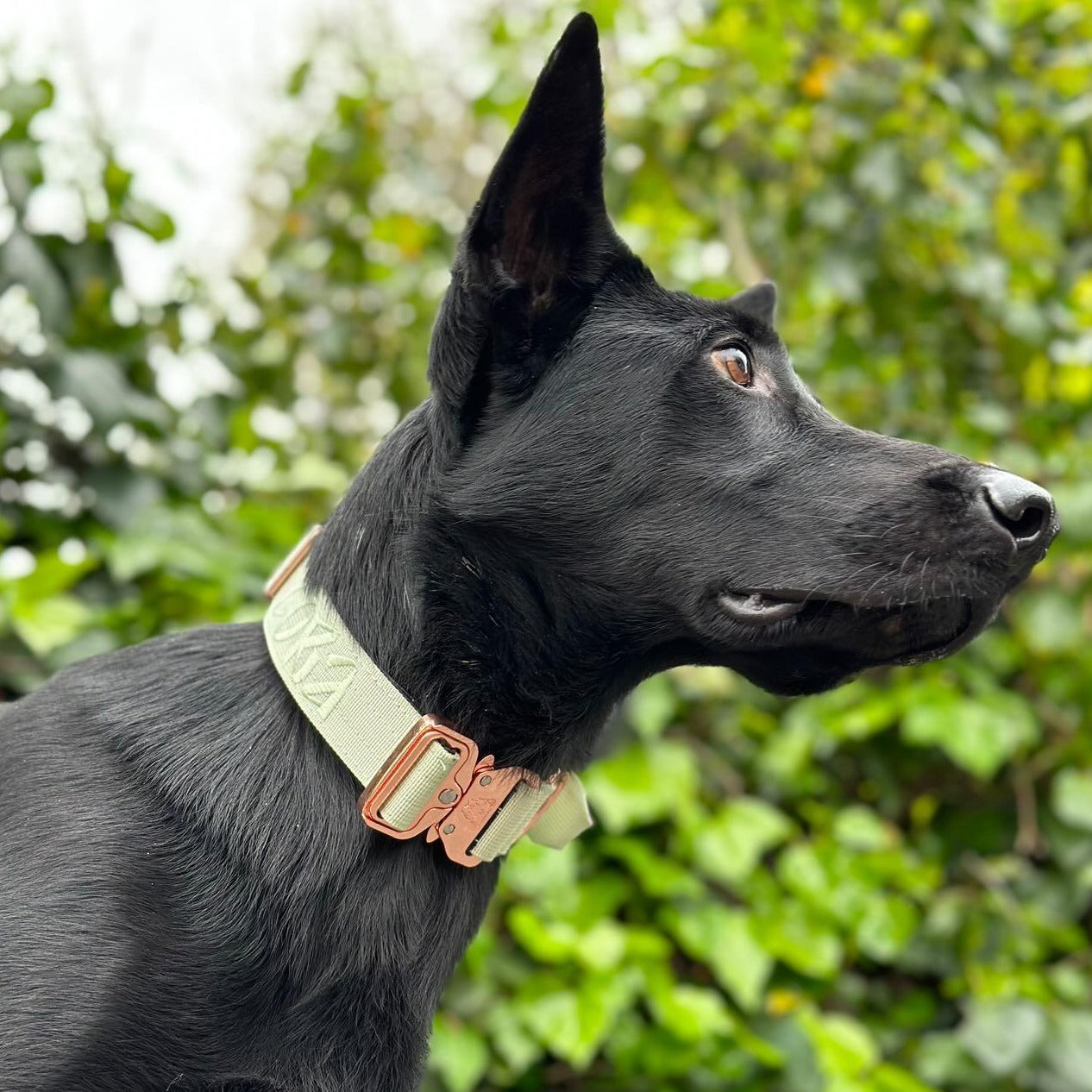 1.5" Tacti Dog Collar Slim Luxe - Rose Gold - Honeydew