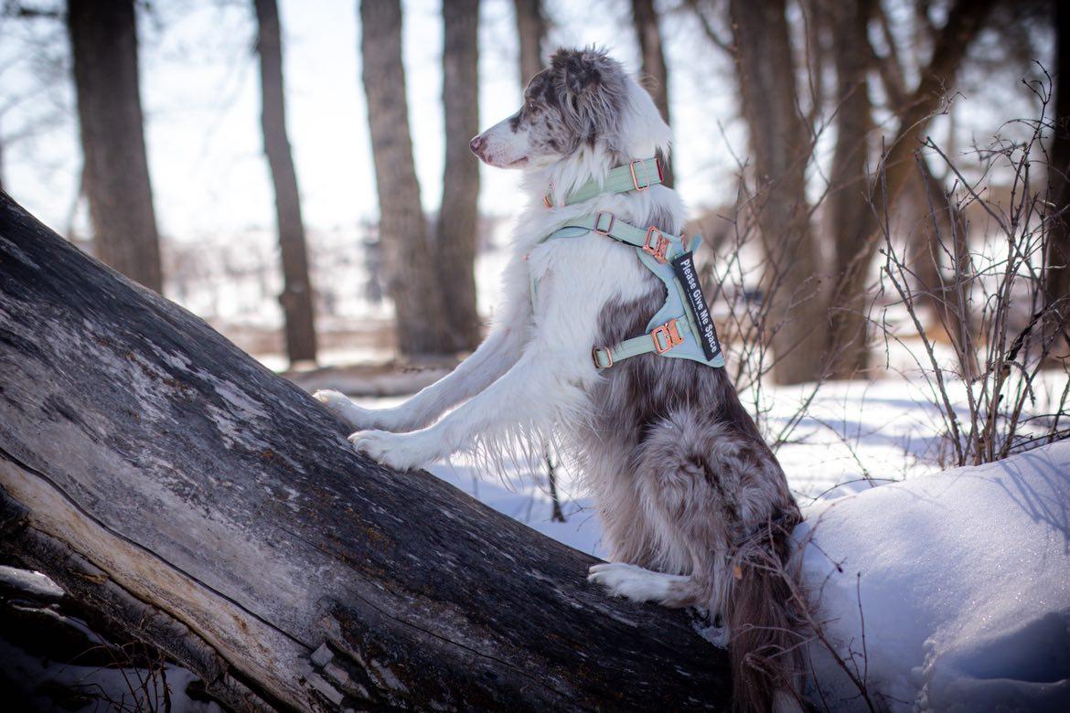 Hurtta outdoor padded active harness clearance