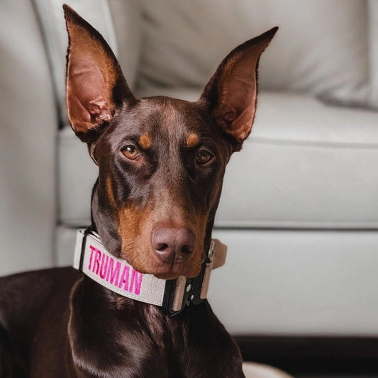 1.5" Tacti Slim Dog Collar- Buttercream