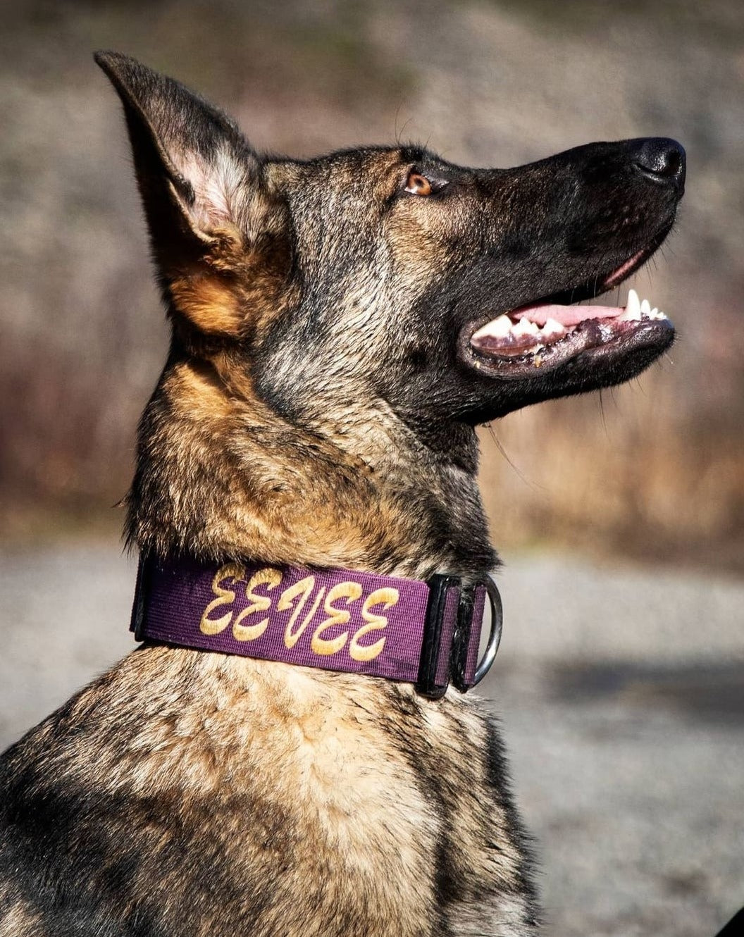 2" Tactik Dog Collar - Grape