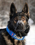 Load image into Gallery viewer, 2" Tactik Dog Collar - Cobalt