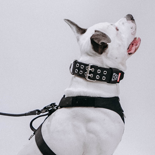 The hulk dog 2024 collar