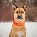 Load image into Gallery viewer, 2" Tacti Luxe Dog Collar - Gold Cognac