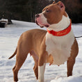 Load image into Gallery viewer, 2" Tacti Luxe Dog Collar - Gold Cognac