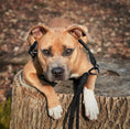 Load image into Gallery viewer, Traffic Dog Leash - Black