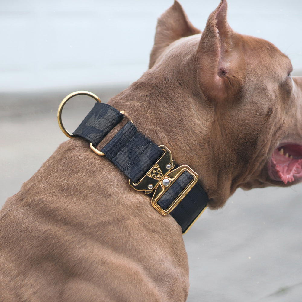 Top 5 Martingale Dog Collars