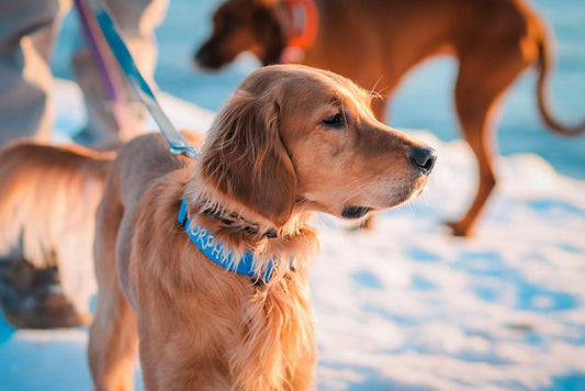 5 Steps to Prevent Your Dog from Getting Lost!
