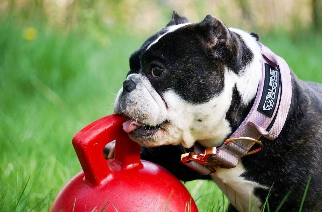 The Benefits of Personalized Dog Collars