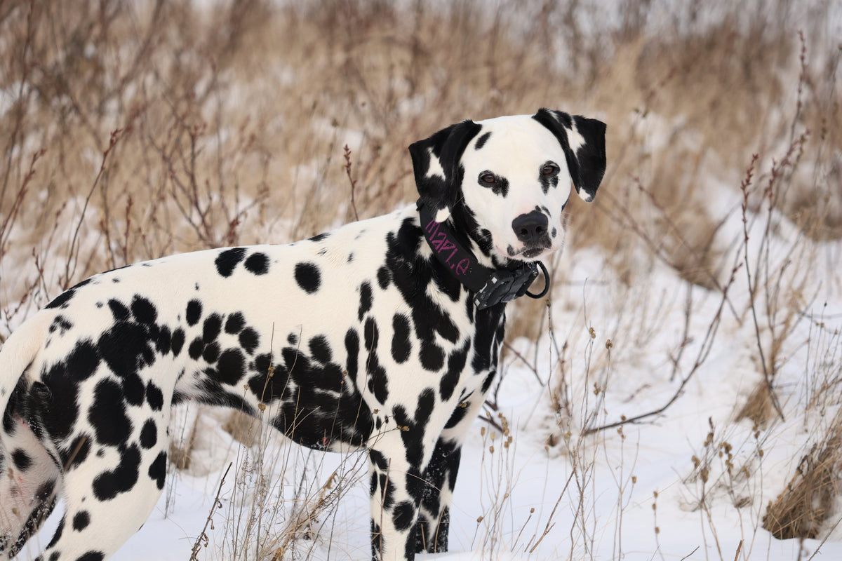 Dalmatian wearing a black collar with purple lettering and a visible buckle in a snowy field