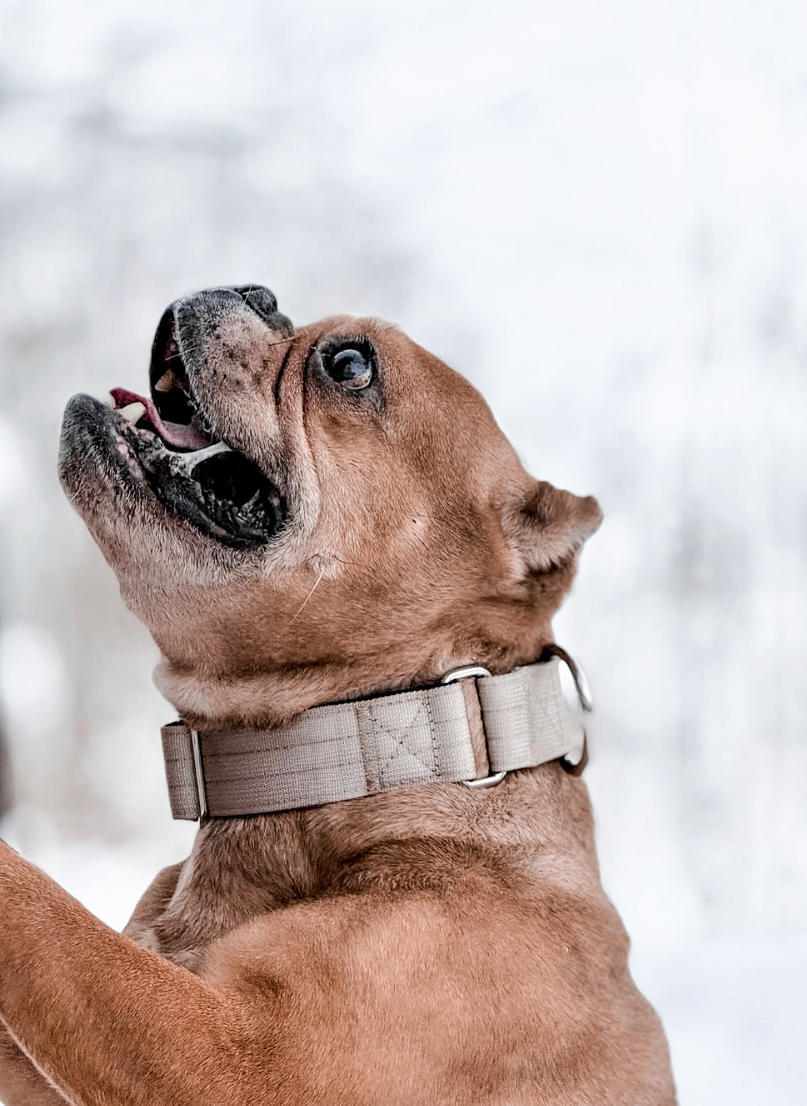 Different Types of Luxury Dog Collars (and How I’d Choose One for Real Life