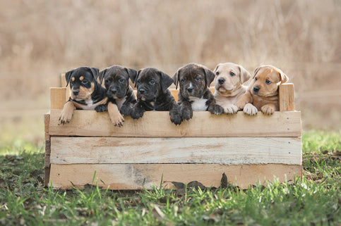 Your new puppy Checklist: 5 items you need