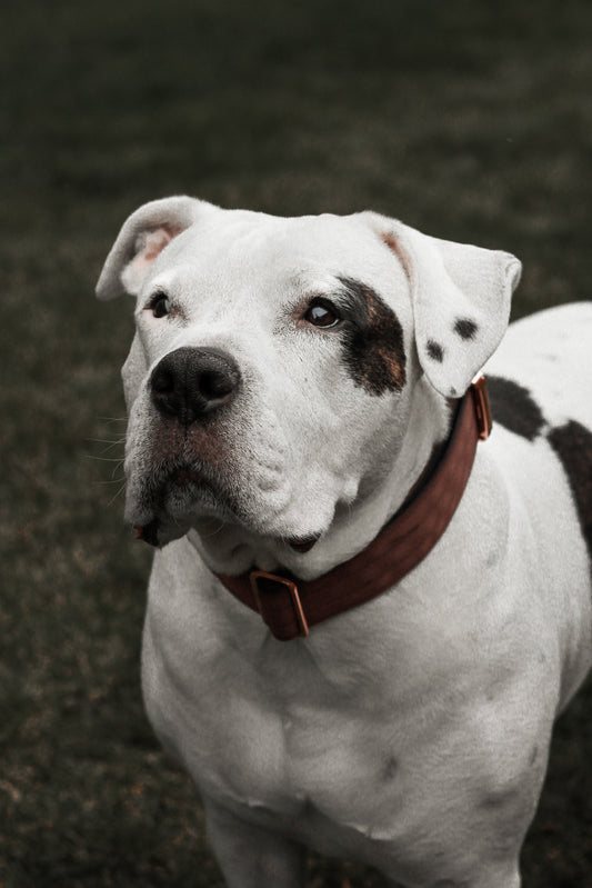 White bully breed wearing a wide chocolate martingale collar with rose-gold hardware outdoors
