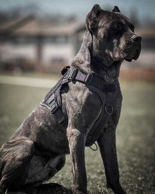 Large dark-coated dog sitting outdoors in a Blackout HNTR 3.0 harness with the front chest leash ring visible