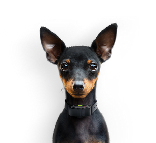 Should you use a Dog E-Collar?