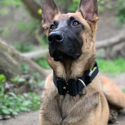Belgian Malinois wearing a black 2-inch Alpine Dog Tactik collar outdoors